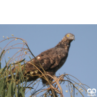 گونه سارگپه تاجدار Crested Honey Buzzard